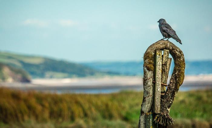 Wales Coast Path - Gower & Swansea Bay